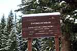 Les sapins Henri IV