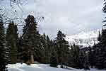 Les fameux sapins Henri IV