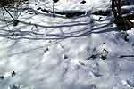 Traces de chamois